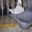 Značilnosti različnih mesnih pasem golobov Ali se zdaj gojijo mesne pasme golobov?
