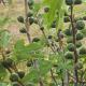 Kaj so koristne fige za človeško telo Kako izgleda figovo drevo