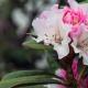 Razmnoževanje rododendrona s potaknjenci, semeni