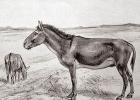 Divji stepski konji: tarpani Tarpan žival