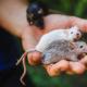 Kaj so sanje o majhni miški ali veliki, veliko majhnih miši?