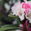 Шороог, үрээр rhododendron үржүүлэх